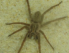 Mituliodon tarantulinus