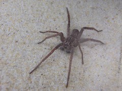 Mituliodon tarantulinus