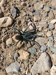 Aphonopelma icenoglei