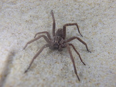 Mituliodon tarantulinus