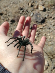 Aphonopelma icenoglei