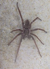 Mituliodon tarantulinus