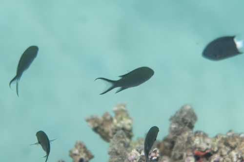 Neopomacentrus filamentosus observed 2023-05-02