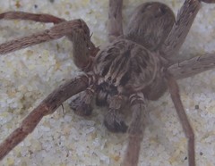 Mituliodon tarantulinus