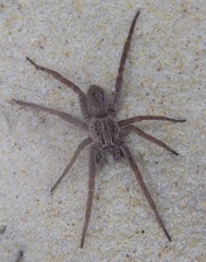 Mituliodon tarantulinus