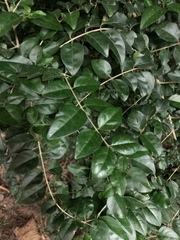 Ligustrum sinense