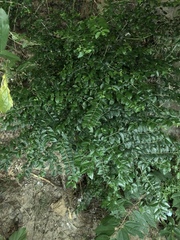 Ligustrum sinense