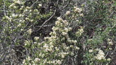 Ceanothus perplexans