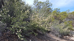 Ceanothus perplexans