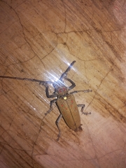 Batocera rufomaculata