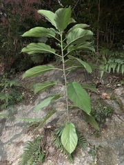 Magnoliopsida