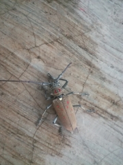 Batocera rufomaculata