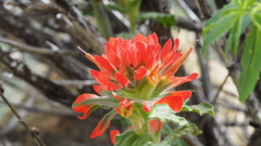 Castilleja martini martini