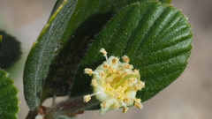 Cercocarpus betuloides betuloides