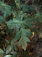 Carica papaya