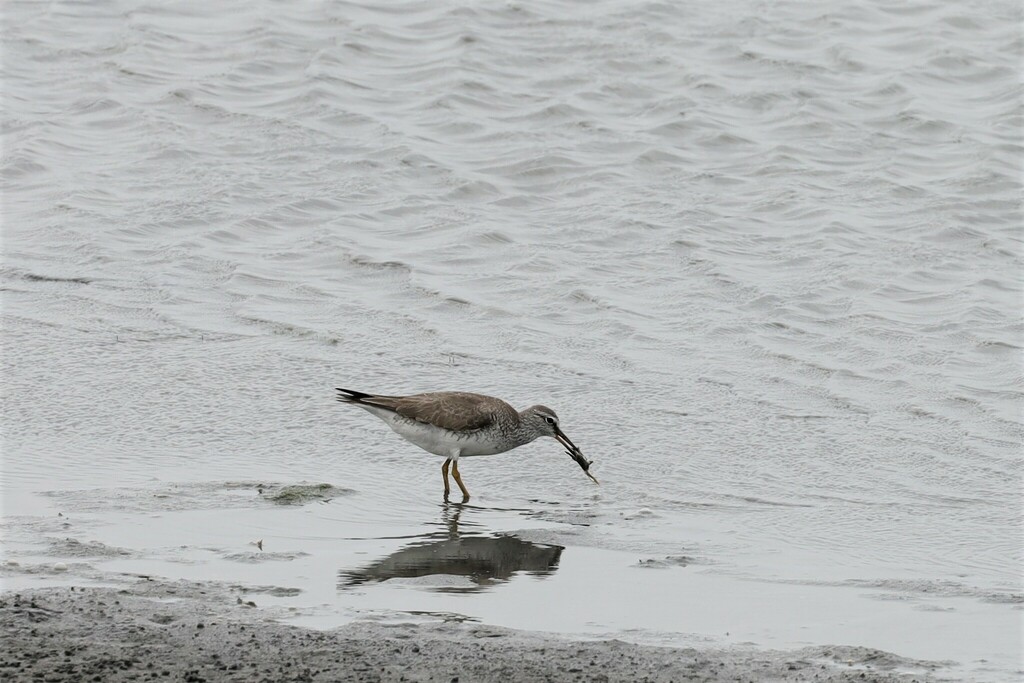Greytailed Tattler in May 2023 by 何秋 · iNaturalist