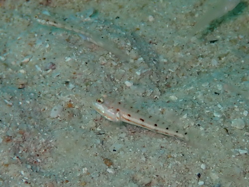 Valenciennea persica observed 2023-04-23