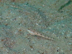 Gulf Goby photo 3