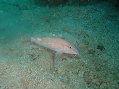 Pearly Goatfish photo 5
