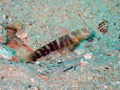 Luther's Goby photo 2