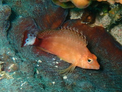 Spottedtail Hawkfish photo 3