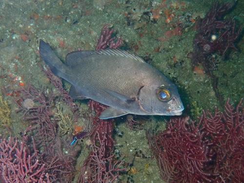 Redlip rubberlip (Plectorhinchus sordidus) — Haemulidae — 3