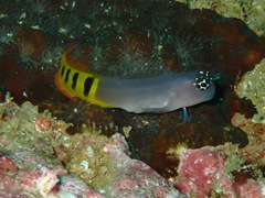 Gulf Blenny photo 3