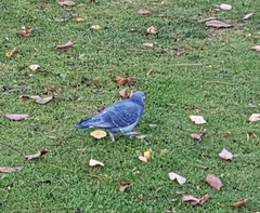 Columba livia domestica