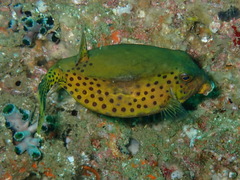 Bluetail Trunkfish photo 2