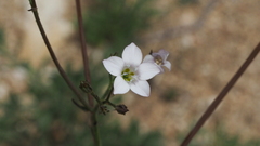 Saltugilia australis