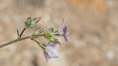 Saltugilia australis