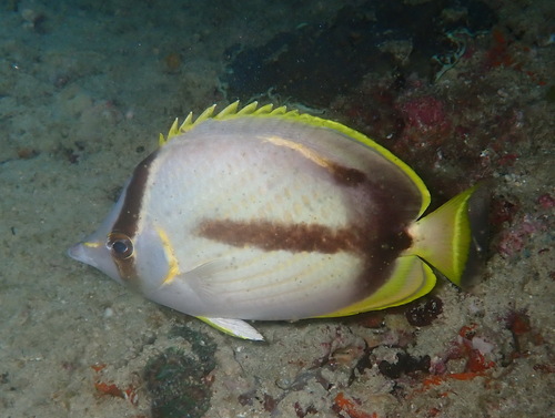 Chaetodon gardineri observed 2023-04-23
