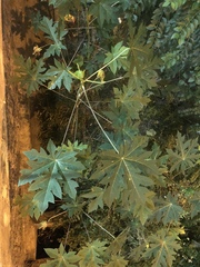 Carica papaya