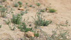 Saltugilia australis