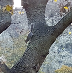 Sciurus carolinensis
