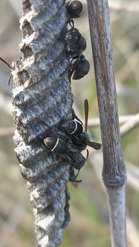 Ropalidia cincinnata