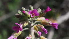 Boechera californica