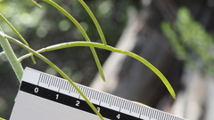 Boechera californica