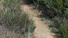 Boechera californica