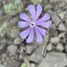 Silene obtusifolia - Photo no hay derechos reservados, subido por Jean-Paul Boerekamps