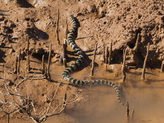 Black-Ringed Sea Snake photo 4