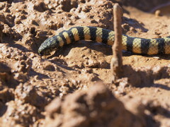 Black-Ringed Sea Snake photo 3