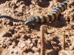 Black-Ringed Sea Snake photo 2