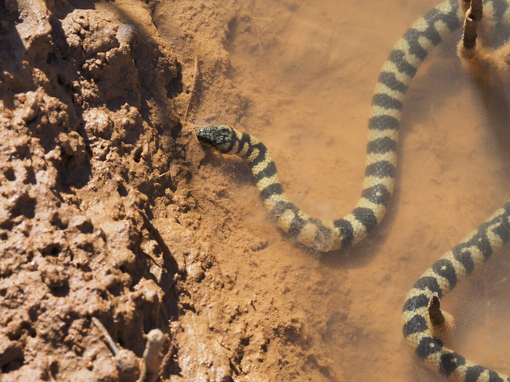 Black-Ringed Sea Snake