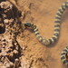 Black-ringed Sea Snake - Photo (c) Tim Karnasuta, some rights reserved (CC BY-NC), uploaded by Tim Karnasuta