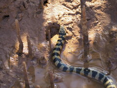 Black-Ringed Sea Snake photo 5