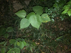 Magnoliopsida