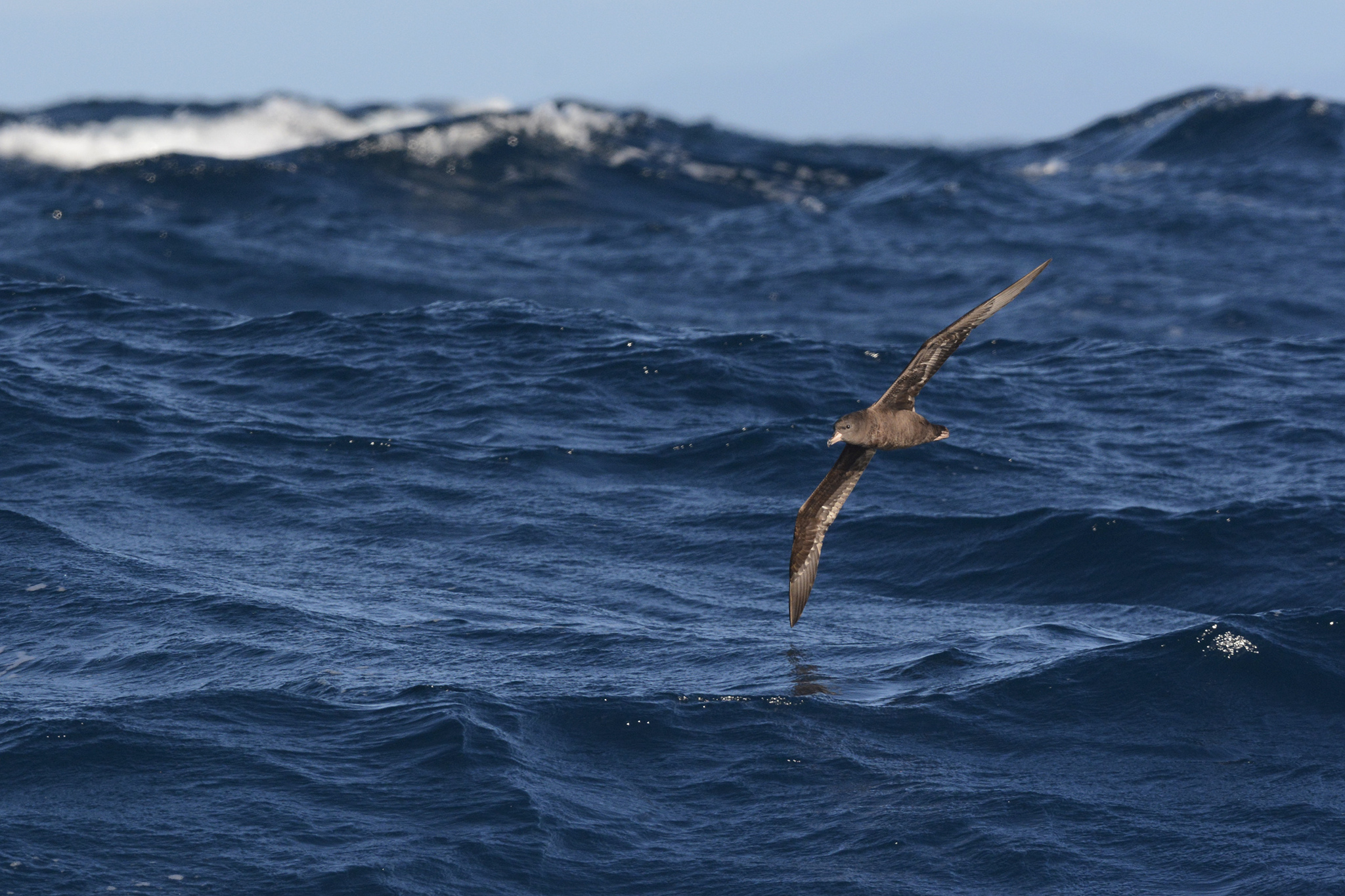 Flesh-footed Shearwater