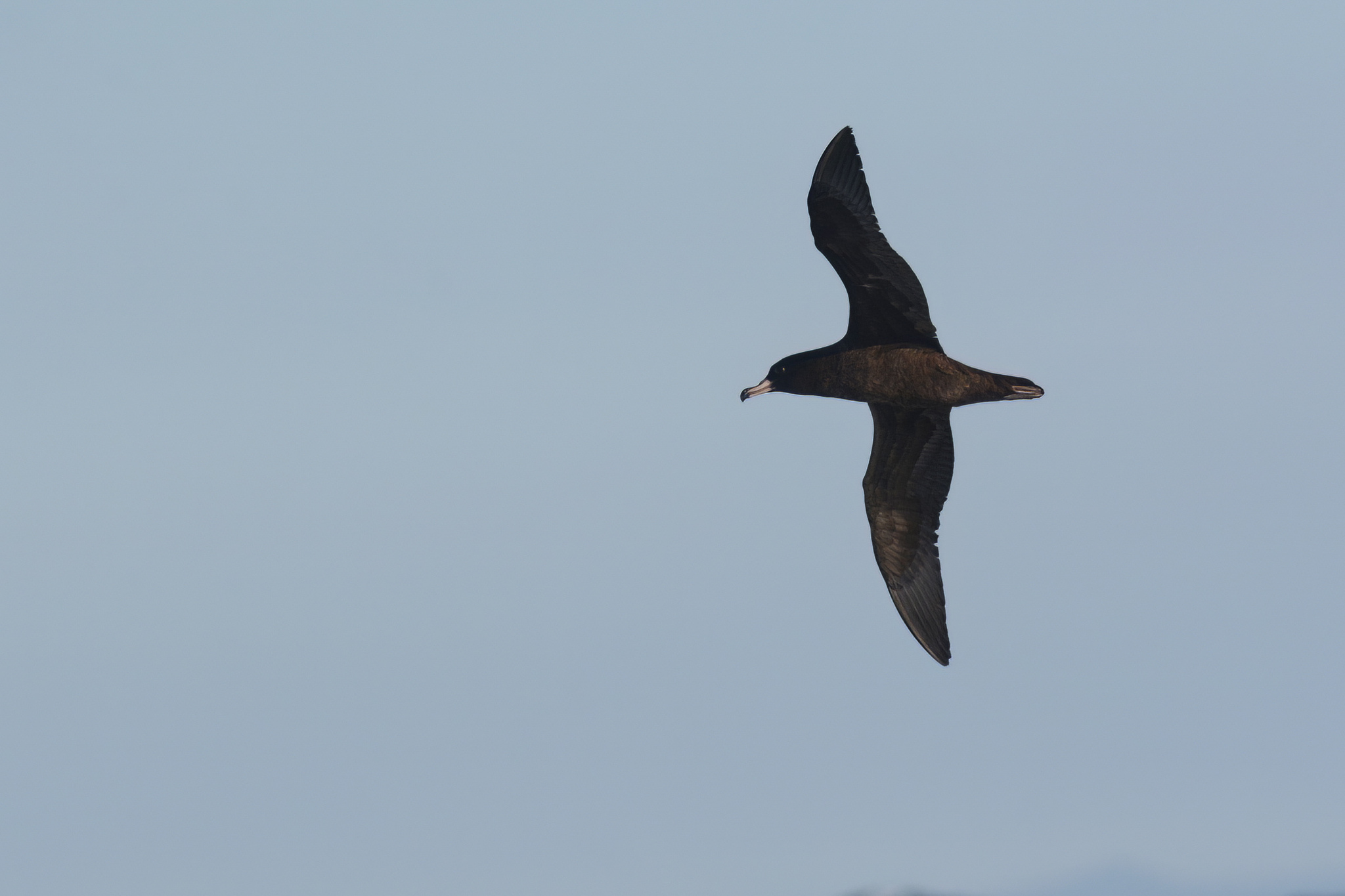 Flesh-footed Shearwater