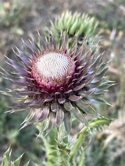 Carduus macrocephalus image